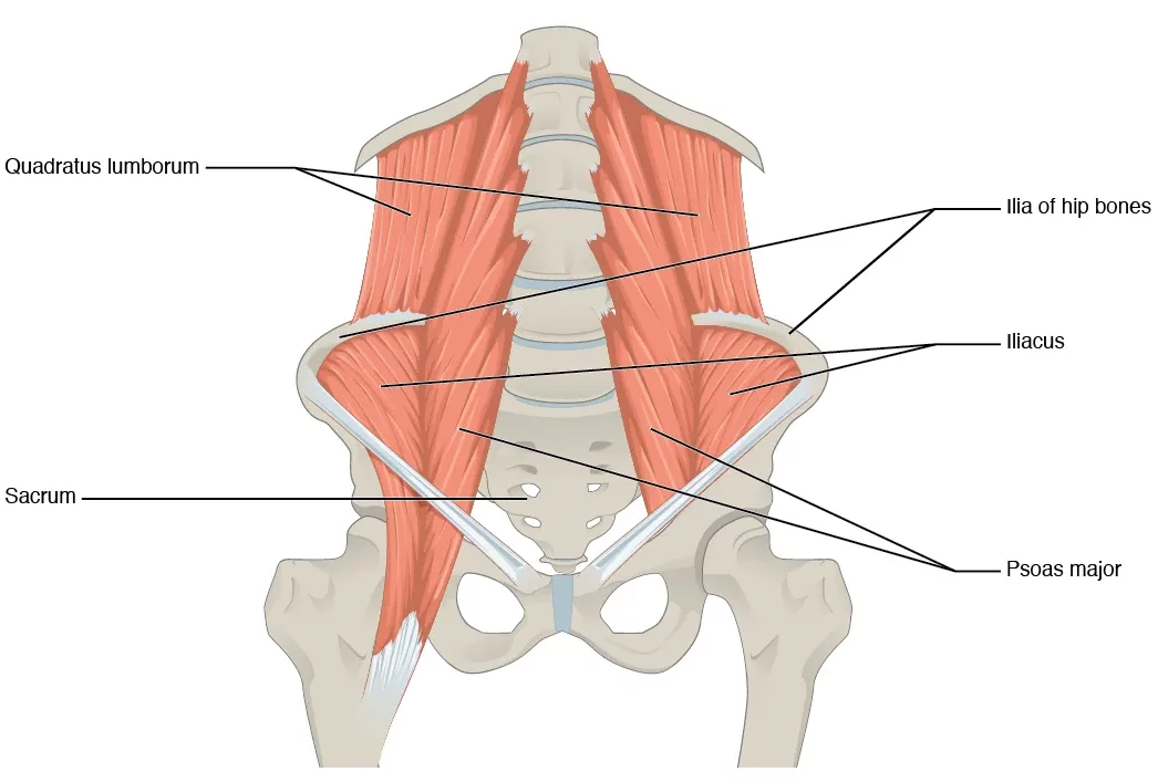 Abbildung des Psoas und umliegende Muskeln
